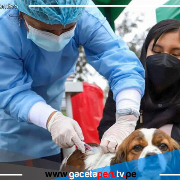 Lima Norte: Vacunan a canes contra la rabia
