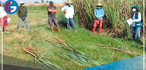 Capacitan a productores en manejo y aprovechamiento sostenible de la totora en Pisco