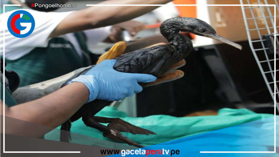 Sepa Ud. Qué pasa con las más de cien aves rescatadas que aún permanecen en el Parque de las Leyendas