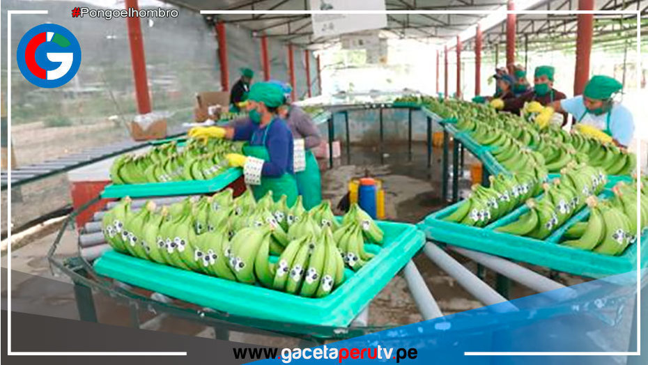 Perú: Investigación pionera destaca uso de inteligencia artificial en cultivo de banano
