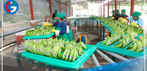 Perú: Investigación pionera destaca uso de inteligencia artificial en cultivo de banano 