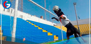 El perro de la brigada canina de Magdalena muestra sus habilidades de arquero 