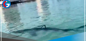 Callao: Cierran La Punta por presencia de tiburón