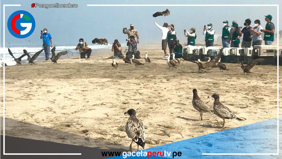 Ventanilla: Liberan a primer grupo de 39 aves rescatas