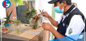 Aumentarán número de brigadas para combatir el dengue casa por casa en Lambayeque 