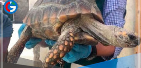 Áncash: Rescatan a tortuga de patas amarillas abandonada en veterinaria