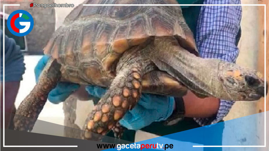 Áncash: Rescatan a tortuga de patas amarillas abandonada en veterinaria