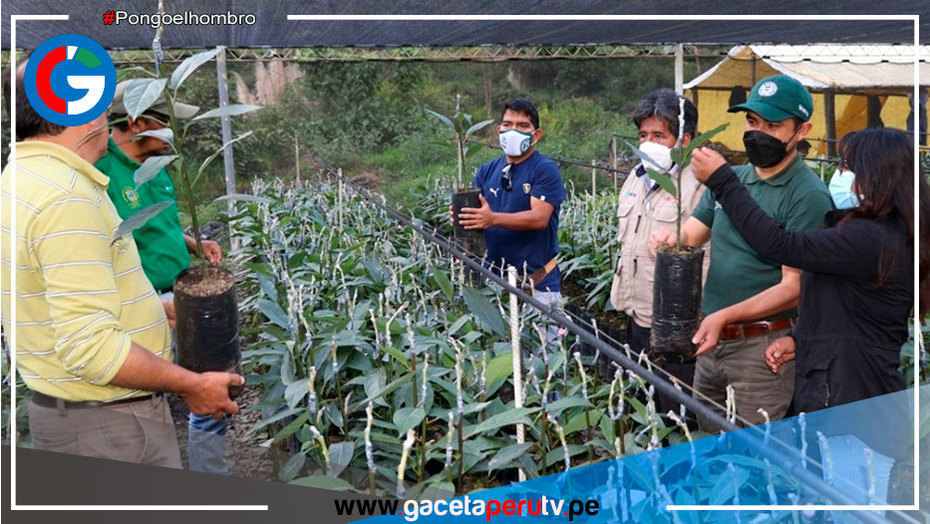 Impulsan siembra de plantones de palta Hass como cultivo alternativo en Puno