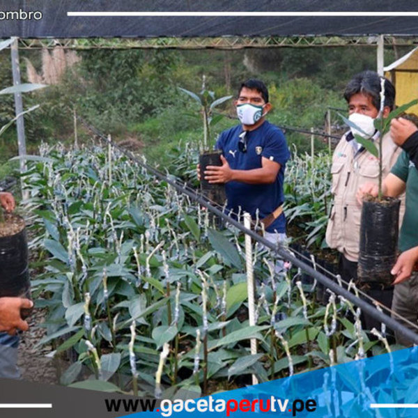 Impulsan siembra de plantones de palta Hass como cultivo alternativo en Puno