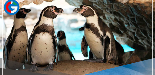 Hoy 25 de abril se celebra el Día del pingüino 