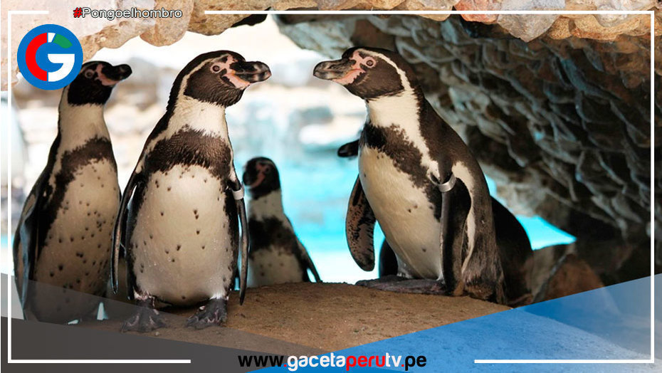 Hoy 25 de abril se celebra el Día del pingüino