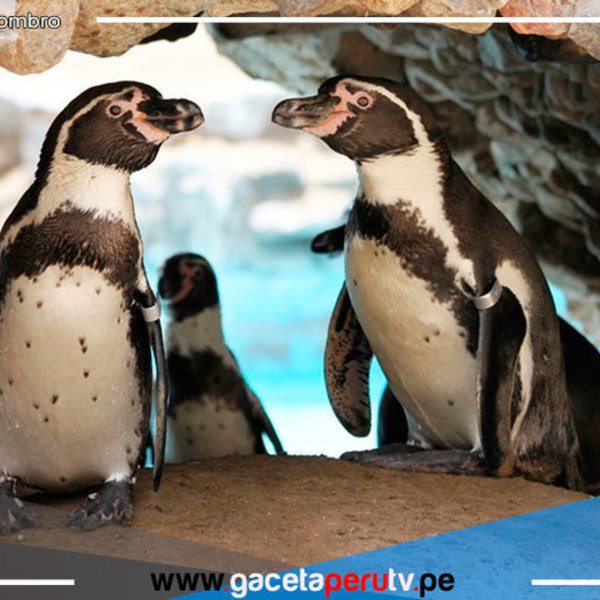 Hoy 25 de abril se celebra el Día del pingüino 