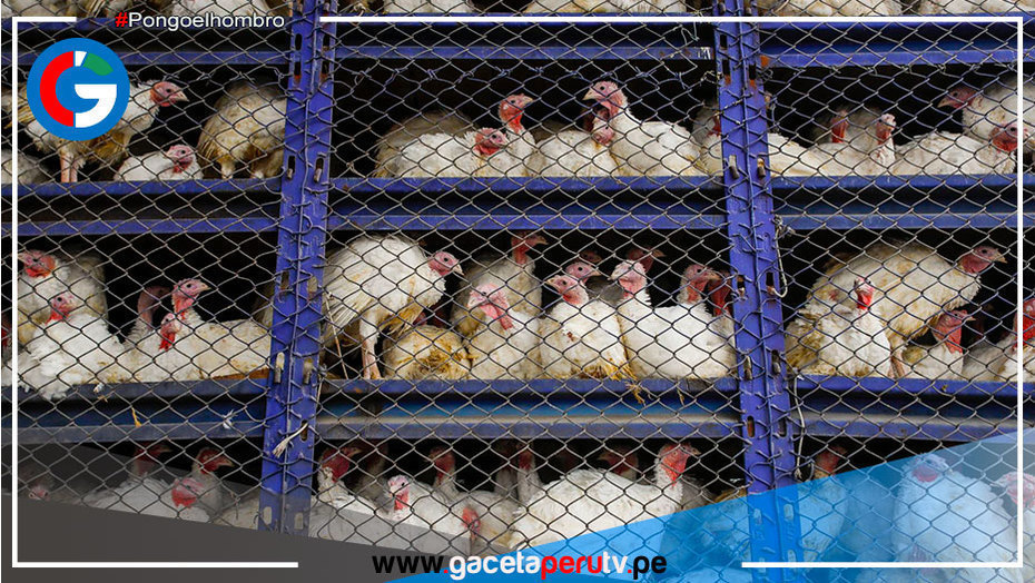 Investigación de oficio desarticuló cártel que acordó precio del pavo