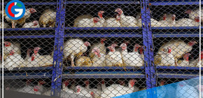  Investigación de oficio desarticuló cártel que acordó precio del pavo 