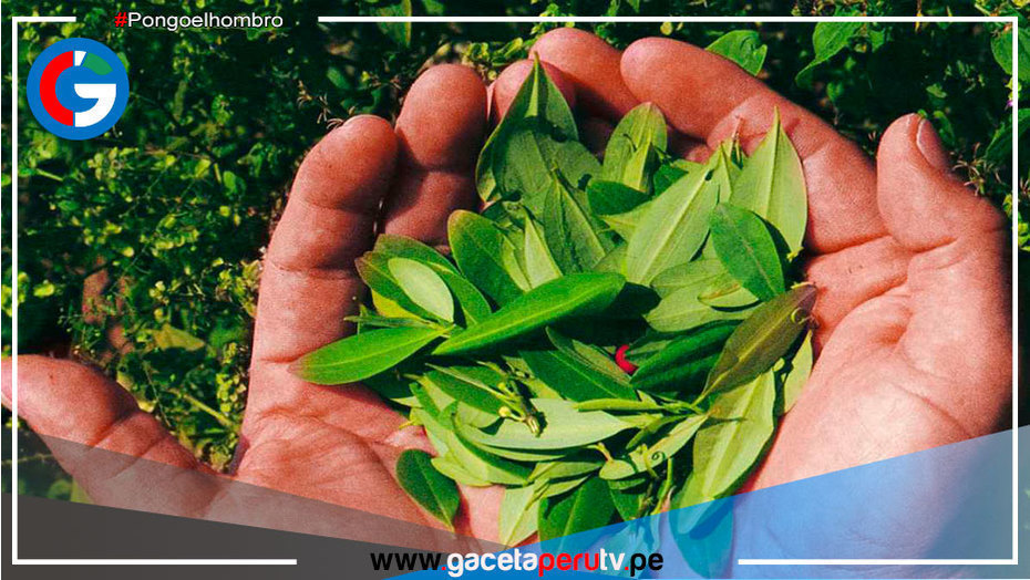 Aníbal Torres abre la puerta para promover la producción de coca en el Perú