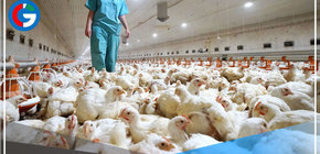Estados Unidos: Confirman primer caso reciente de gripe aviar H7N2 en humanos