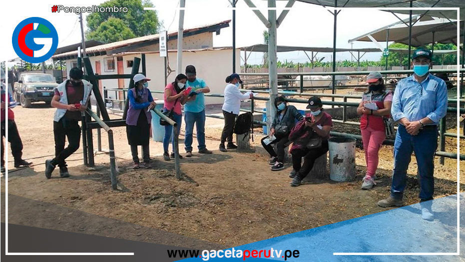 Impulsan instalación de núcleos genéticos de ganado en Huarochirí y Cajatambo