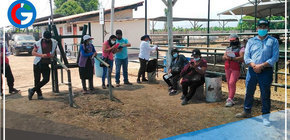 Impulsan instalación de núcleos genéticos de ganado en Huarochirí y Cajatambo 