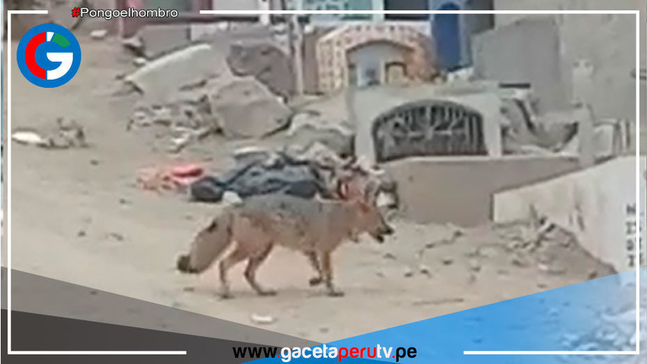 Zorro andino de Comas tendría como recorrido natural la zona donde fue avistado