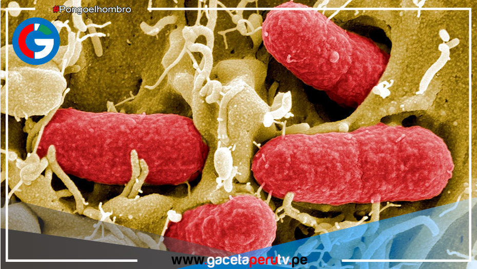 Chile: Descubren en la Antártida bacterias "hiperresistentes" a los antibióticos