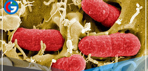 Chile: Descubren en la Antártida bacterias "hiperresistentes" a los antibióticos 