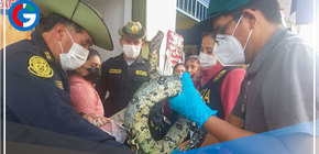 Incautan partes de animales silvestres que eran vendidas en el distrito de  La Victoria 