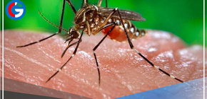 Lambayeque: Reportan primer fallecido por dengue en Olmos y piden a la población no automedicarse