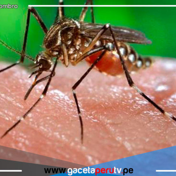 Lambayeque: Reportan primer fallecido por dengue en Olmos y piden a la población no automedicarse