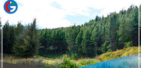 Pino radiata es la apuesta de comunidad de Cajamarca para lograr el desarrollo 