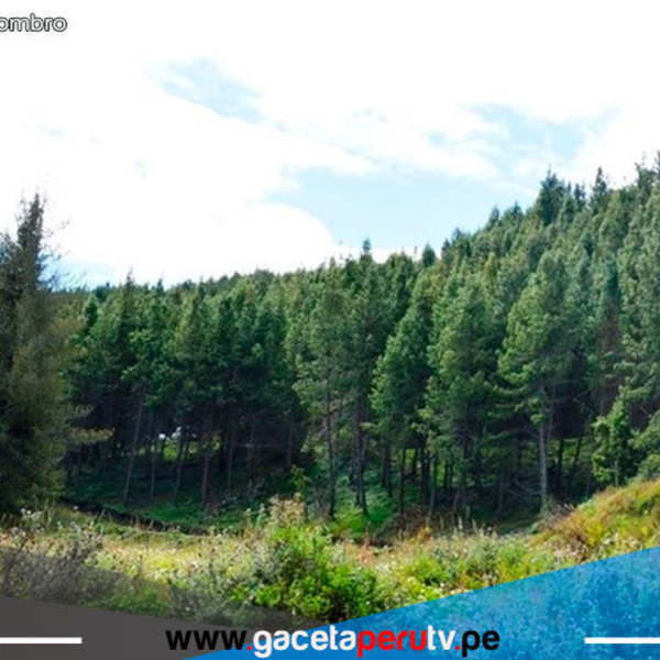 Pino radiata es la apuesta de comunidad de Cajamarca para lograr el desarrollo 