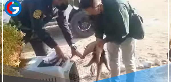 Oso hormiguero es rescatado en el distrito de Canoas de Punta Sal en Tumbes