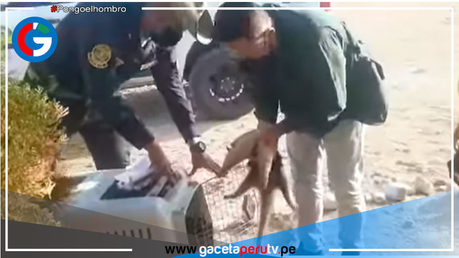 Oso hormiguero es rescatado en el distrito de Canoas de Punta Sal en Tumbes