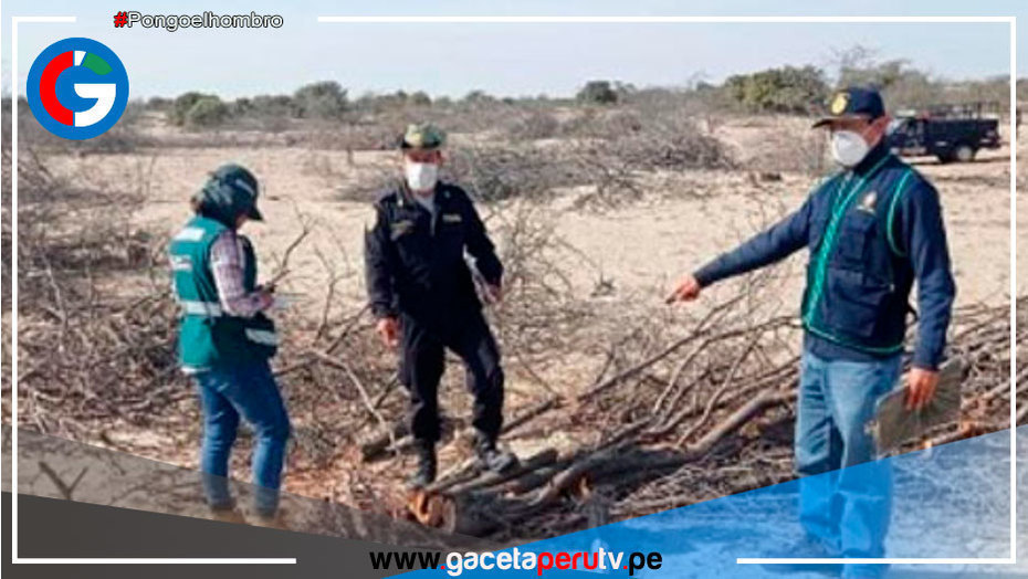 Piura: Fiscalía interviene a 6 personas y decomisa equipos de tala ilegal