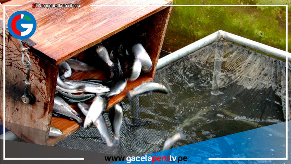 Minera coordina compensación para piscicultores por derrame de zinc
