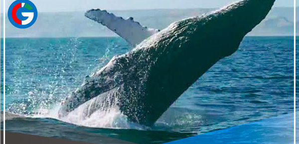 Conoce lugares ideales para disfrutar del desfile marino en Perú 