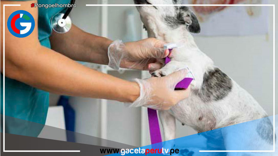 Solicitan información a veterinaria por muerte de mascota