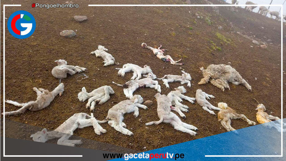 Por bajas temperaturas mueren 37 ovinos y otros 237 están enfermos en Pasco