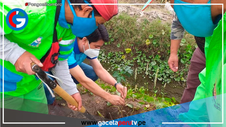 Plantarán más de 1,600 árboles en Arequipa