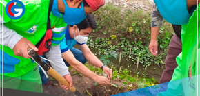 Plantarán más de 1,600 árboles en Arequipa 