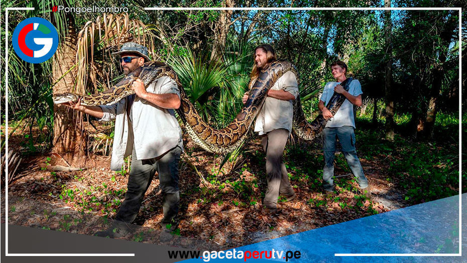 E.E.U.U.: Capturan una pitón de 5,49 metros, la más grande hallada hasta ahora en Florida