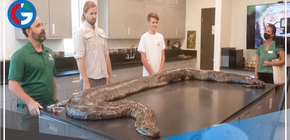 Hallan a la serpiente más grande del mundo, de una pitón de más de 5 metros de largo