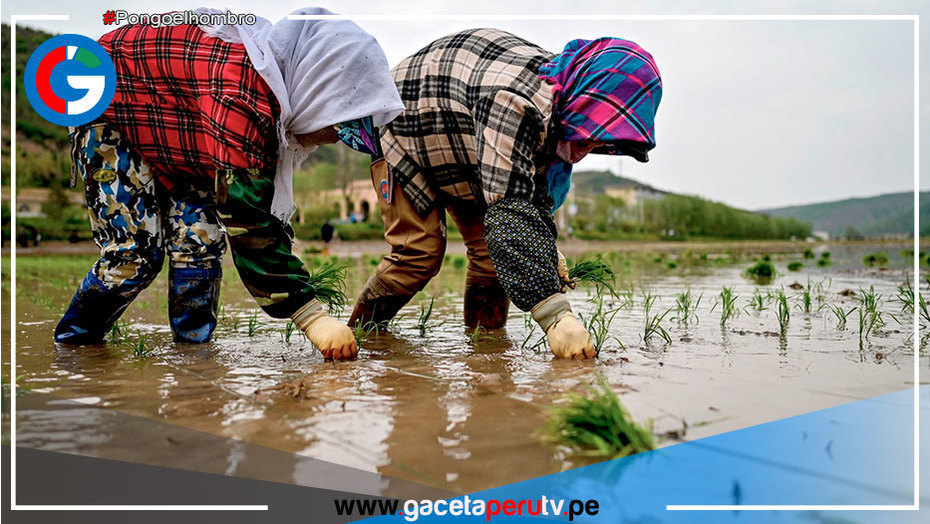 Científicos chinos descubren gen que hace al arroz más resistente a sequías