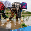 Científicos chinos descubren gen que hace al arroz más resistente a sequías