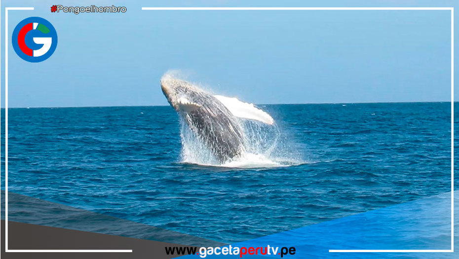 Temporada de avistamiento de ballenas impulsará el turismo en el norte del Perú