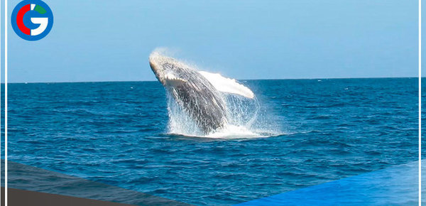 Temporada de avistamiento de ballenas impulsará el turismo en el norte del Perú 