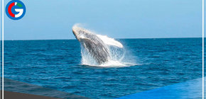 Temporada de avistamiento de ballenas impulsará el turismo en el norte del Perú 