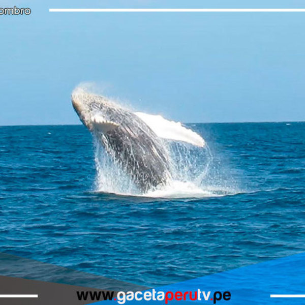 Temporada de avistamiento de ballenas impulsará el turismo en el norte del Perú 