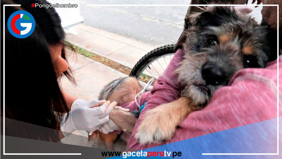 Se atenderá en 100 puntos de vacunación canina gratuita en Juliaca