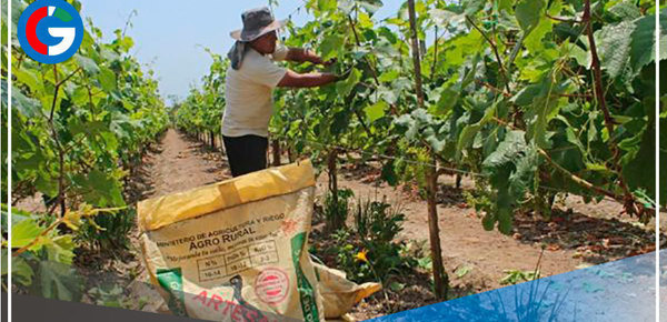 Estiman que la próxima semana culmine el proceso de compra de urea