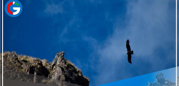 Puno: A más de 4,000 metros ejecutaron el I Censo Nacional del Cóndor Andino 